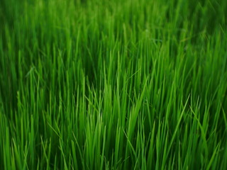 Fototapeta na wymiar organic rice field background, green plant outdoor nature