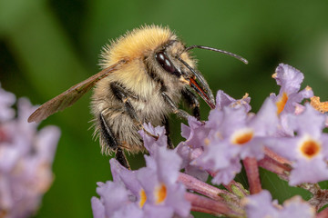 Common carder bumblebee (Bombus pascuorum).