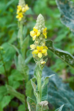 Common mullein (Verbascum thapsus) in mid-July in central Virginia, Native to Europe, Asia, and Africa.