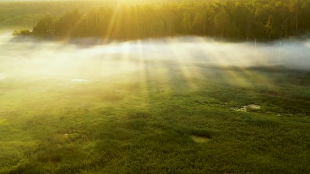 A drone flying over a summer blurred forest early in the morning. The sun's rays cut through the fog.