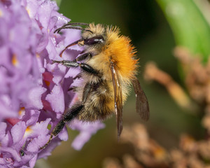 Common carder bumblebee (Bombus pascuorum)