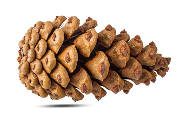 Pinecone isolated on white background with clipping path