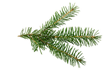 Spruce branch isolated on white background with clipping path