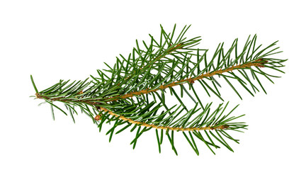 Naklejka na ściany i meble Spruce branch isolated on white background with clipping path