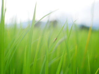 green plant background, organic rice  farm nature background