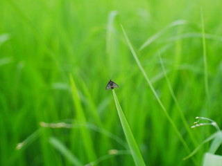 green plant background, organic rice  farm nature background
