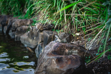 Obraz premium Small cute gecko sitting on the rock under green leaves on the shore of the lake. 