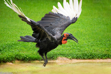 The southern ground hornbill flying over a grass field © David