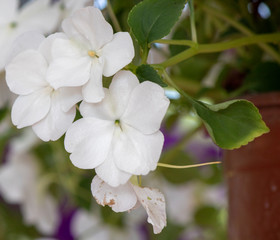 Close-up shoot of Garden balsam (Impatiens walleriana) plant. It was taken in flower pots.