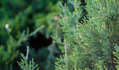 Close-up of green thuja as part of landscape design background.