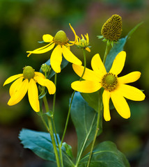 Cut-leaf coneflower (Rudbeckia laciniata) in central Virginia in early August