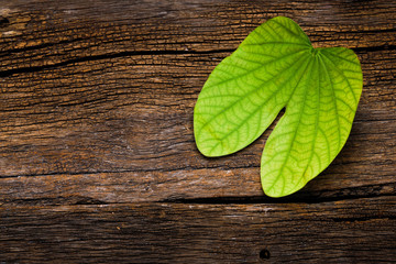 Dussehra greeting card using apta / Bauhinia racemosa