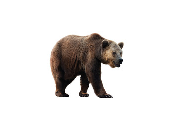 Brown bear (Ursus arctos) isolated on white background
