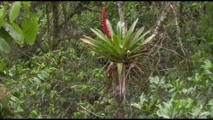  achupalla, chupalla flower in an amazon forest Colombia