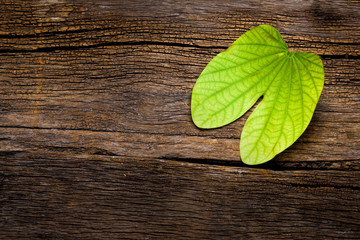 Dussehra greeting card using apta / Bauhinia racemosa