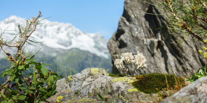 geschützte Alpenblume Edelweiss auf Fels Panorama