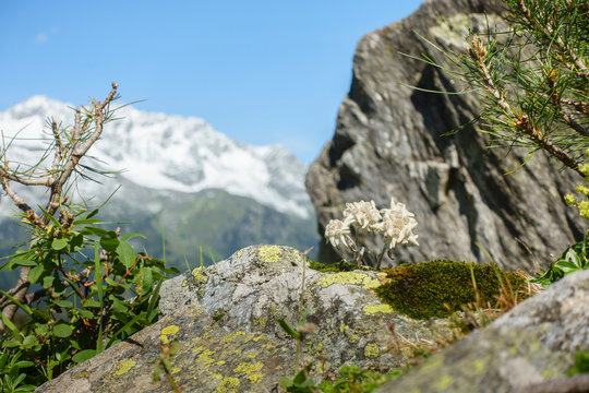geschützte Alpenblume Edelweiss auf Fels 