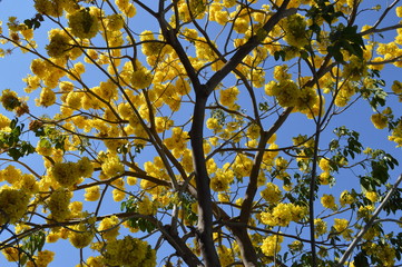 Tree with flowers in the sky