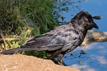 Obraz premium Black raven at the banks of a lake in Darmstadt, Hesse, Germany