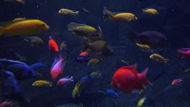 colorful of freshwater fishes in aquarium