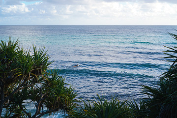 A surfer waiting for a big wave in the Pacific ocean on the Gold Coast, Australia.