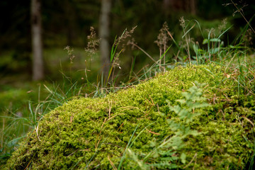 Closeup on moss in the forest, eco background