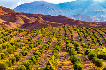 Field of grapes trees