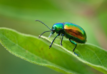 Dogbane beetle (Chrysochus auratus) on dogbane plant leaf. Conspicuous coloration is waring to predators that the beetle tastes bad.