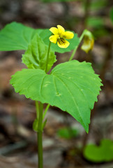 Downy yellow violet (Viola pubescens) in spring woodland in central Virginia