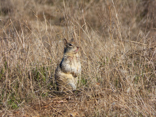 Ground squirrel with slight gangsta lean pose.