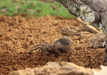 Young spider Lasiodora parahybana closeup