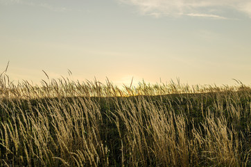 trawy połonin © wedrownik52