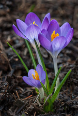 Crocuses (Crocus sp.) blooming in early February during mild winter in central Virginia