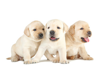 Obraz premium Labrador puppies isolated on white background