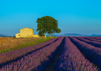 rural landscape with field and blue lavender. Valensole, Provence