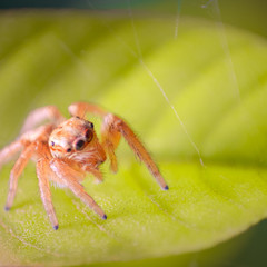 A tiny Jumping spider. Close - up,  Macro photography.