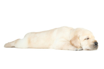 Labrador puppy isolated on white background