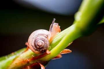Close up photo - Snail