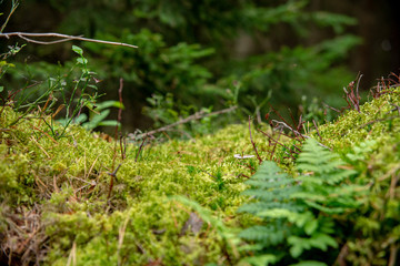 Closeup on moss in the forest, eco background