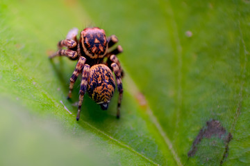 A tiny Jumping spider. Close - up,  Macro photography.