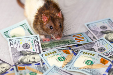 Black and white rats, the symbol of 2020 on the Chinese calendar,  stands on banknotes of American dollars .