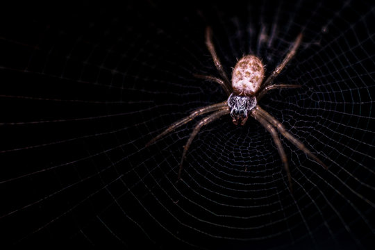 A tiny spider, Close - up,  Macro photography.