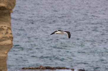 Fototapeta na wymiar Seagull flying over the Atlantic coast in Peninsula Valdes. Puerto Madryn