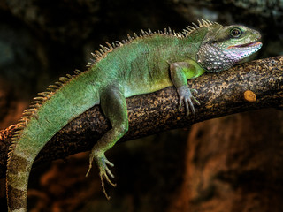 Lizard Reptile in Natural Habitat