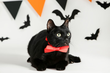 Black cat in red bow tie with paper bats and flags on white background