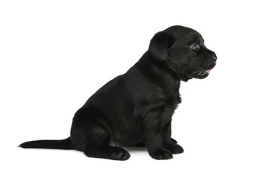 Labrador black puppy isolated on white background