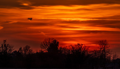sunset in the forest