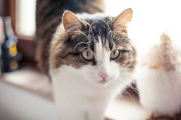 Beautiful fluffy cat near the window. Autumn. Cozy.