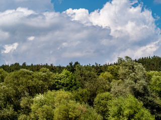 Green Forest and Sunny Sky Scenic Outdoor Image