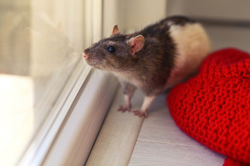 The cute ornamental rat looks out the window. Year of rat. Symbol of 2020 on the Chinese calendar.